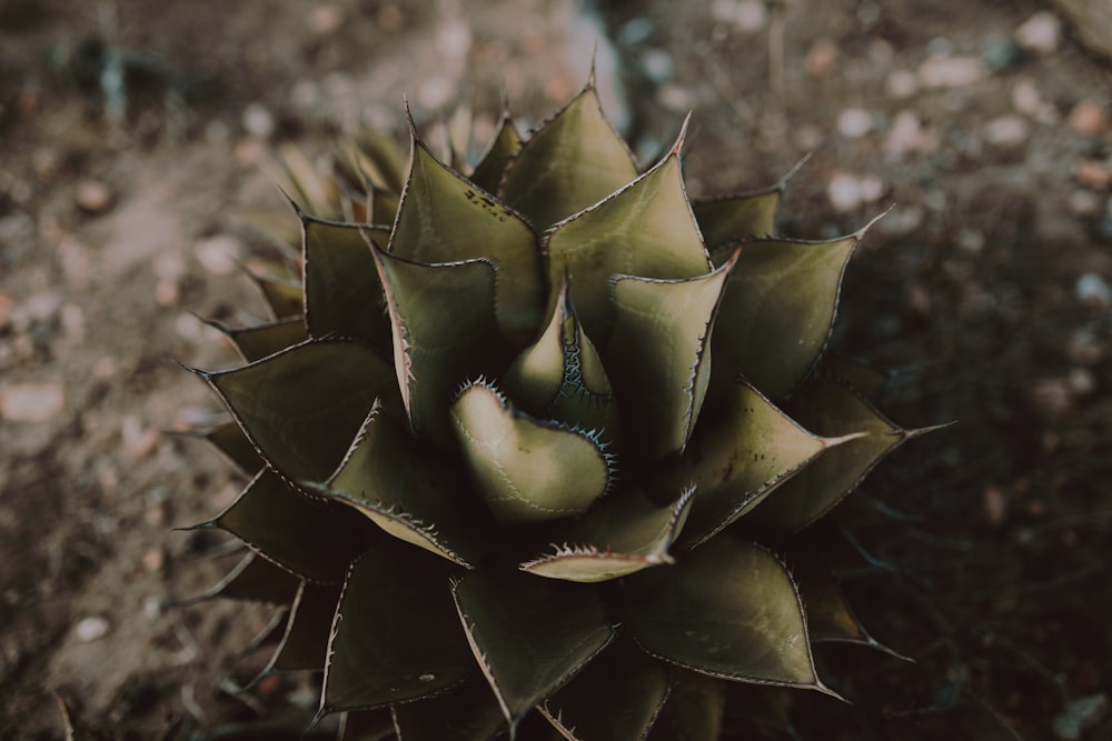 green and brown succulent plant during daytime