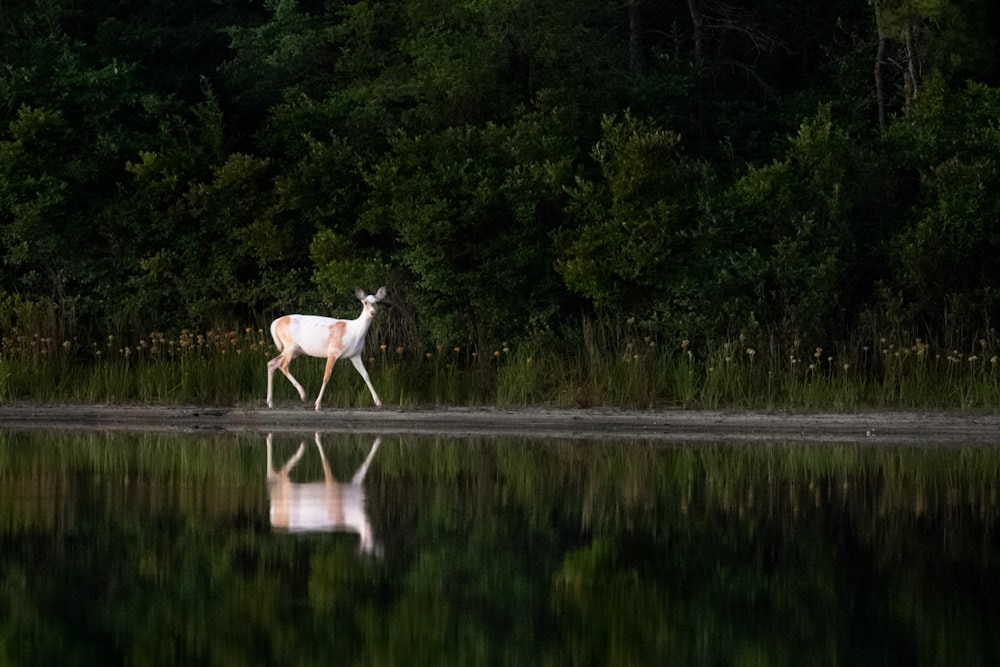 cerfs blancs et bruns marchant près d’un plan d’eau à côté des arbres de la forêt