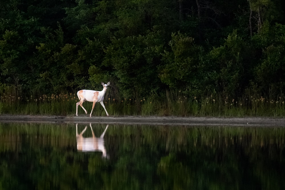 white and brown deer walking near body of water beside forest trees