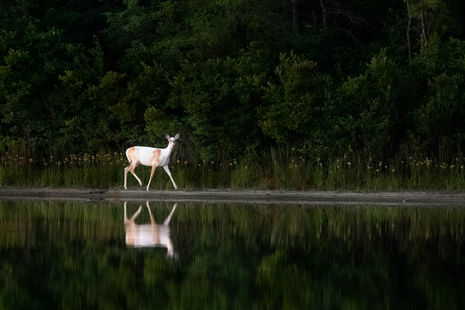 Nikon AF-S Nikkor 500mm F4G ED VR sample photo. White and brown deer photography