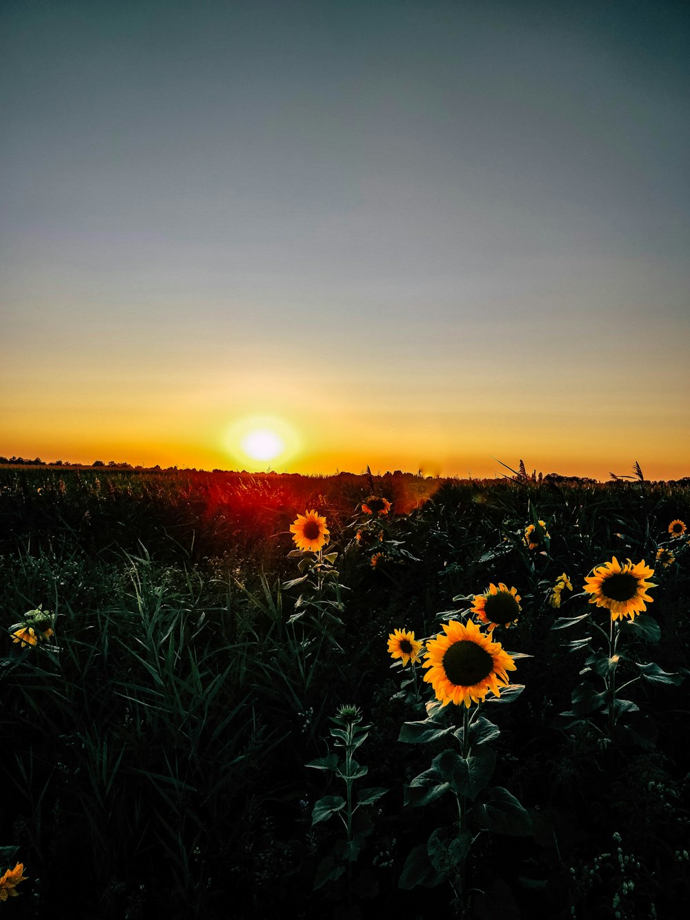 sunflower field at golden hour
