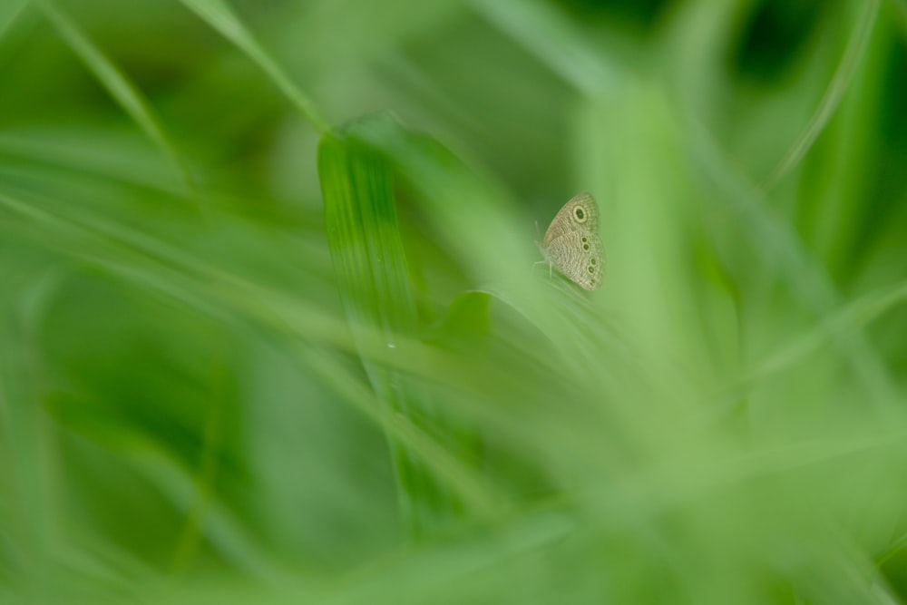 focus photography of brown butterfly perched on green grass