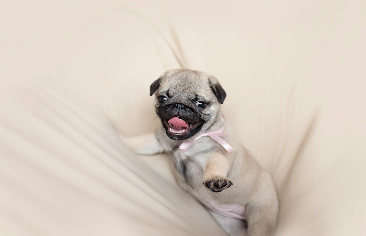 Filhote de Pug fulvo com laço olhando para a câmera