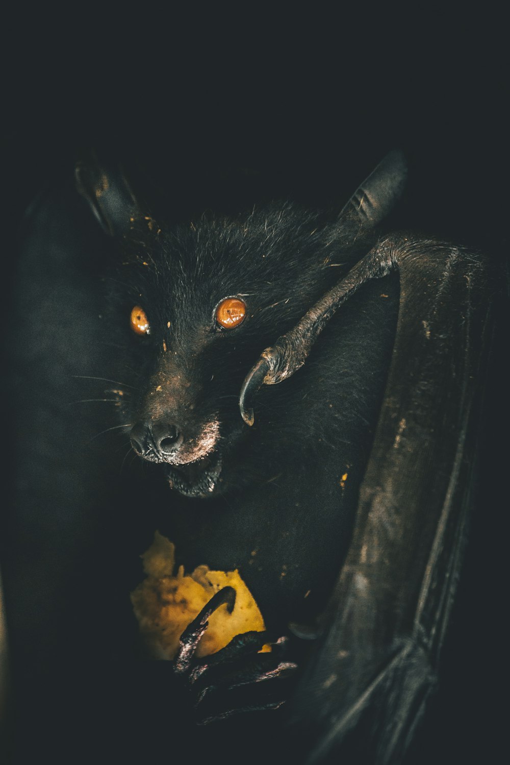 black bat