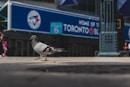 Blue Jays, gray pigeon in selective focus photo during daytime