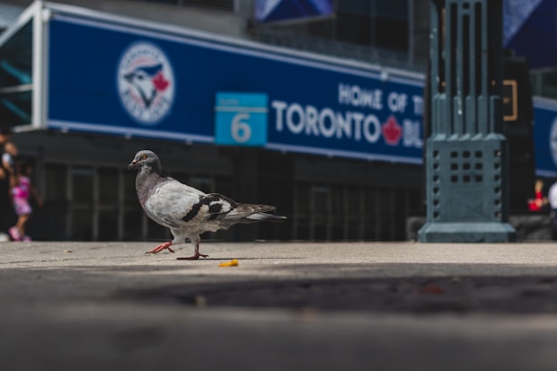 Blue Jays, gray pigeon in selective focus photo during daytime