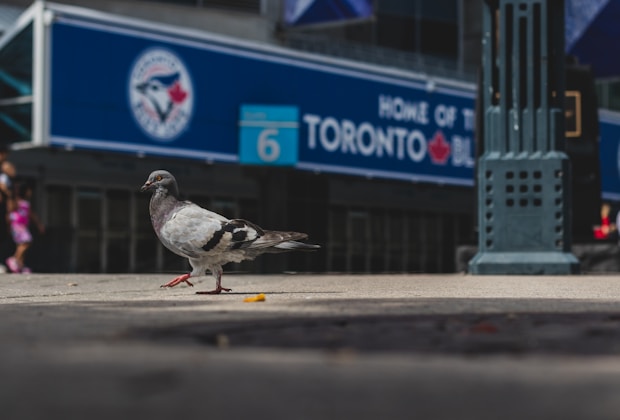 Blue Jays, gray pigeon in selective focus photo during daytime
