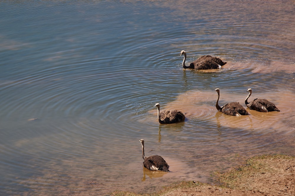five black long-necked birds in water