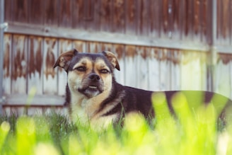 short-coated black and brown dog near fence