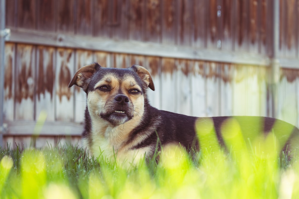 short-coated black and brown dog near fence