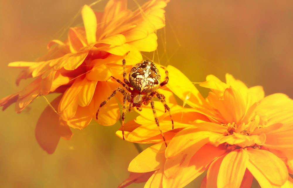 brown and white spider on yellow petaled flower