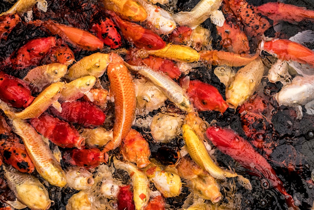 koi fishes during daytime