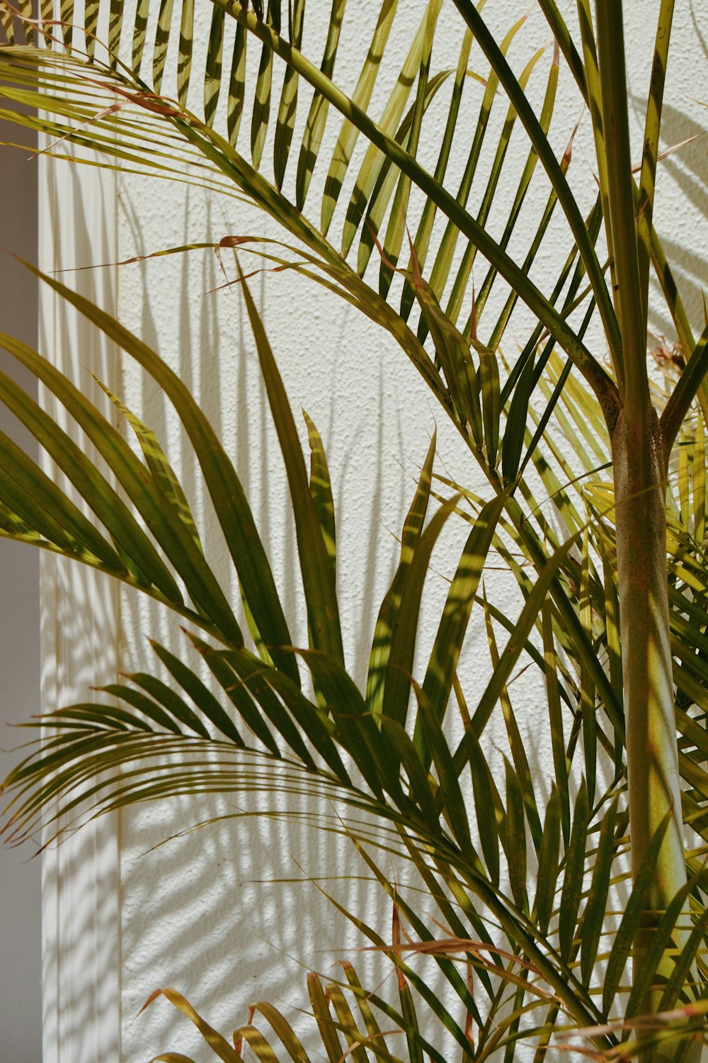 green palm plant