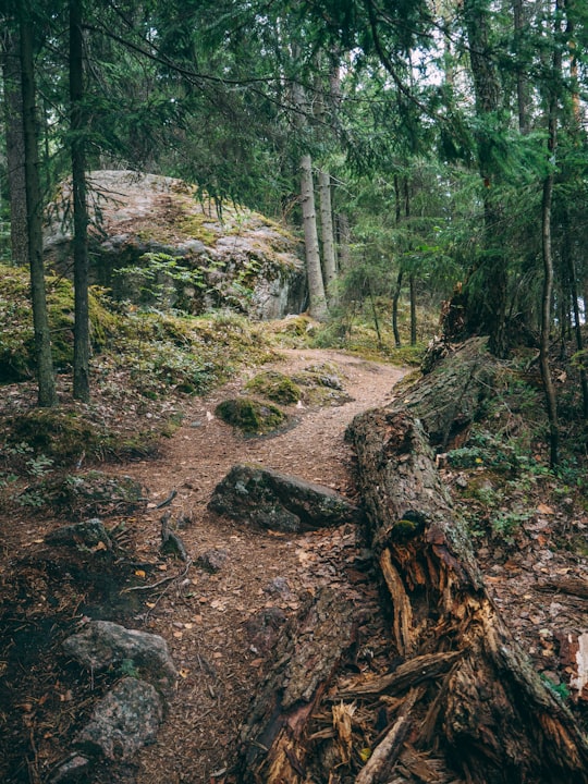 forest with cut trees on ground at daytime in Park Monrepo Russia