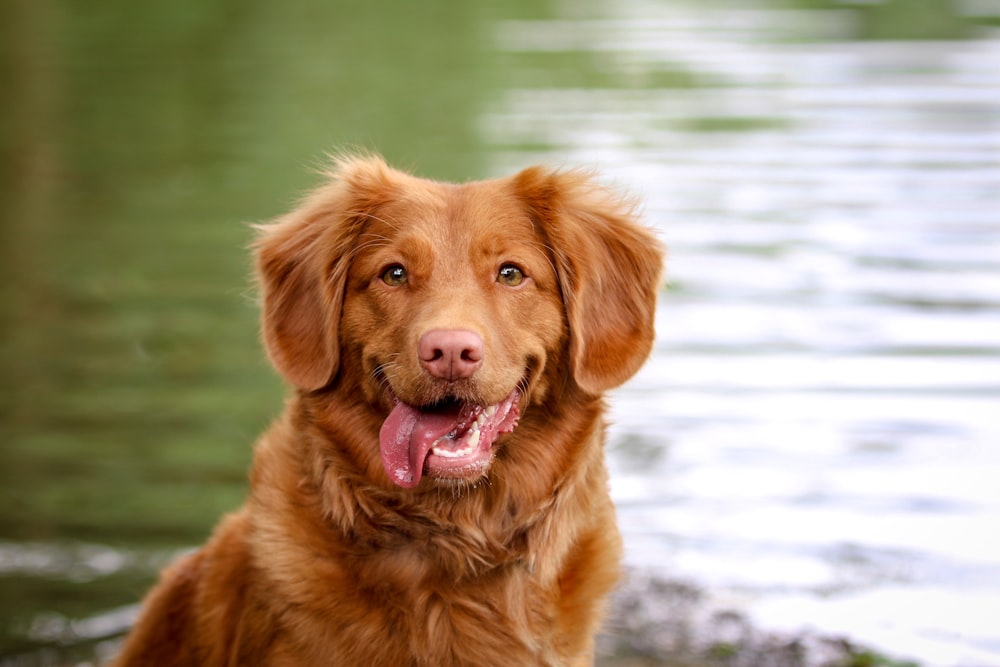 selective focus of brown dog near body of water