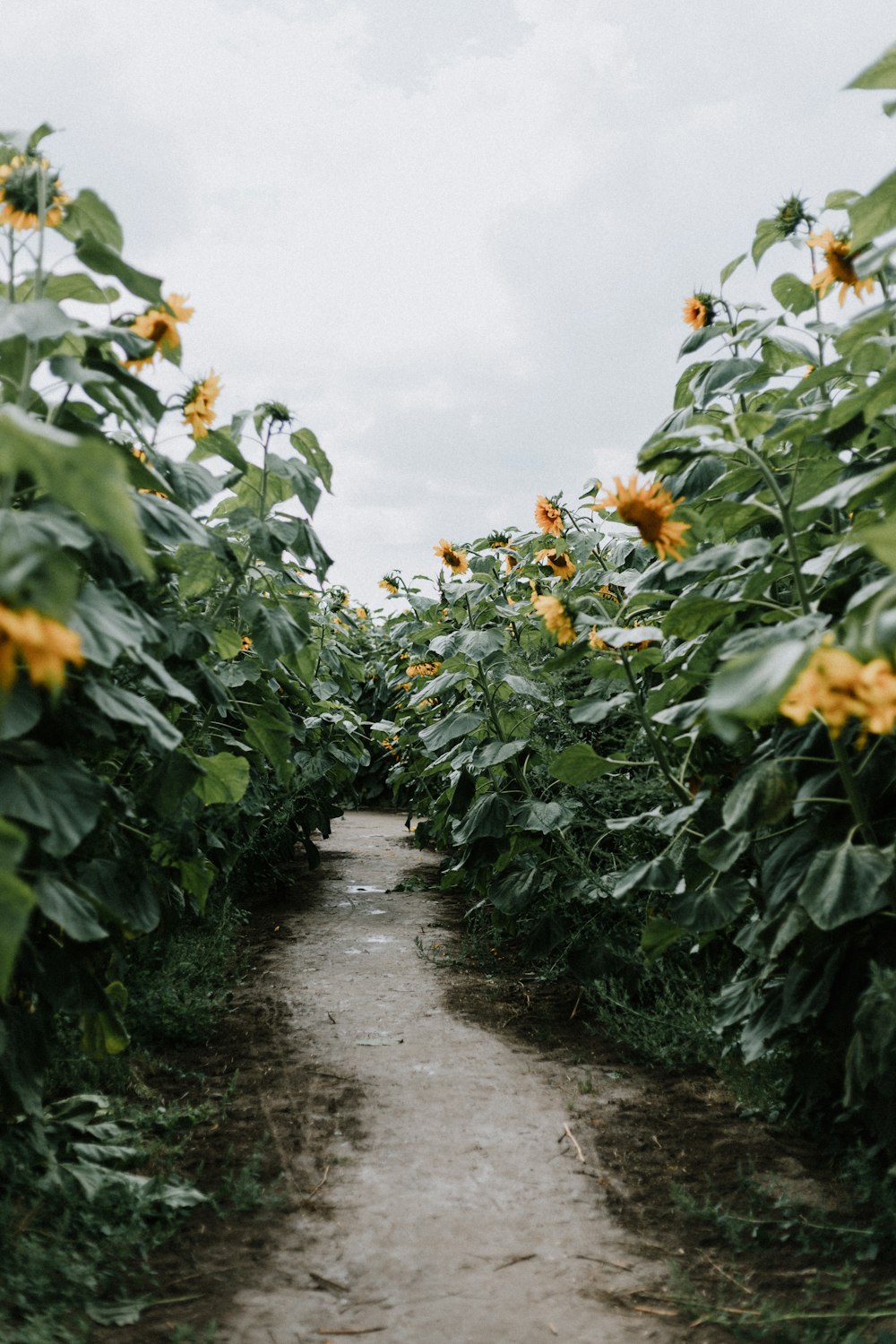 yellow sunflowers