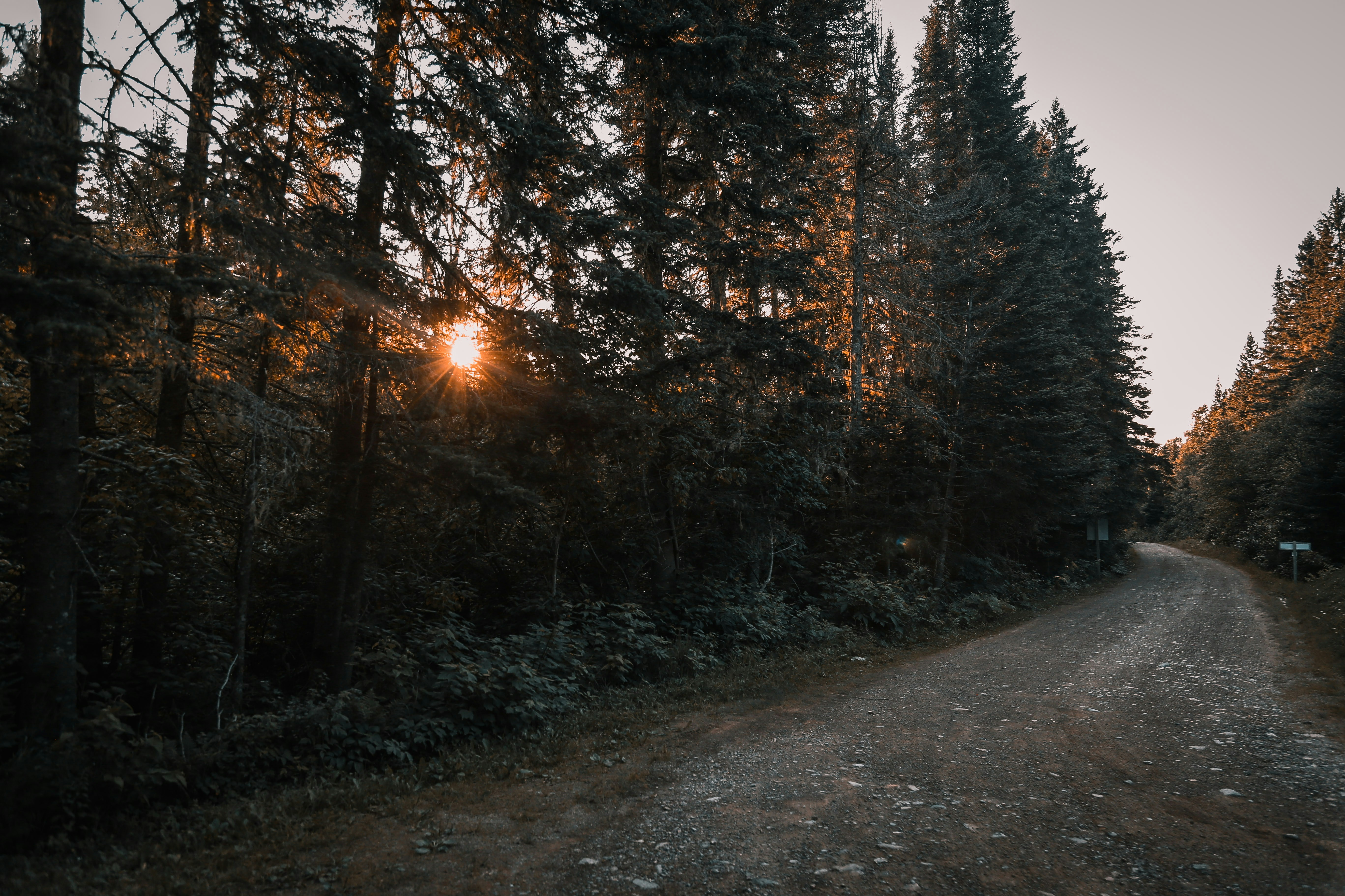 pathway in between trees