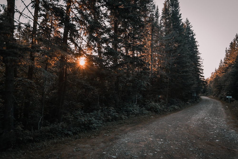 camino entre árboles