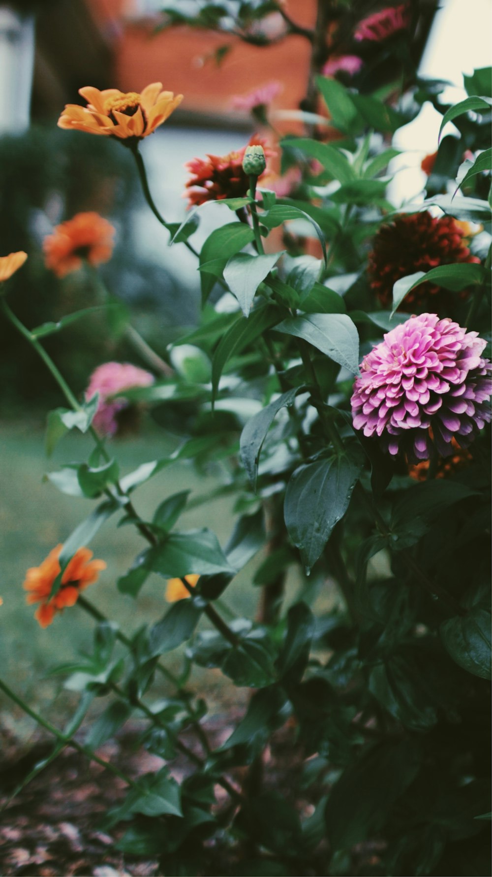 selective focus of pink flower near orange flowers