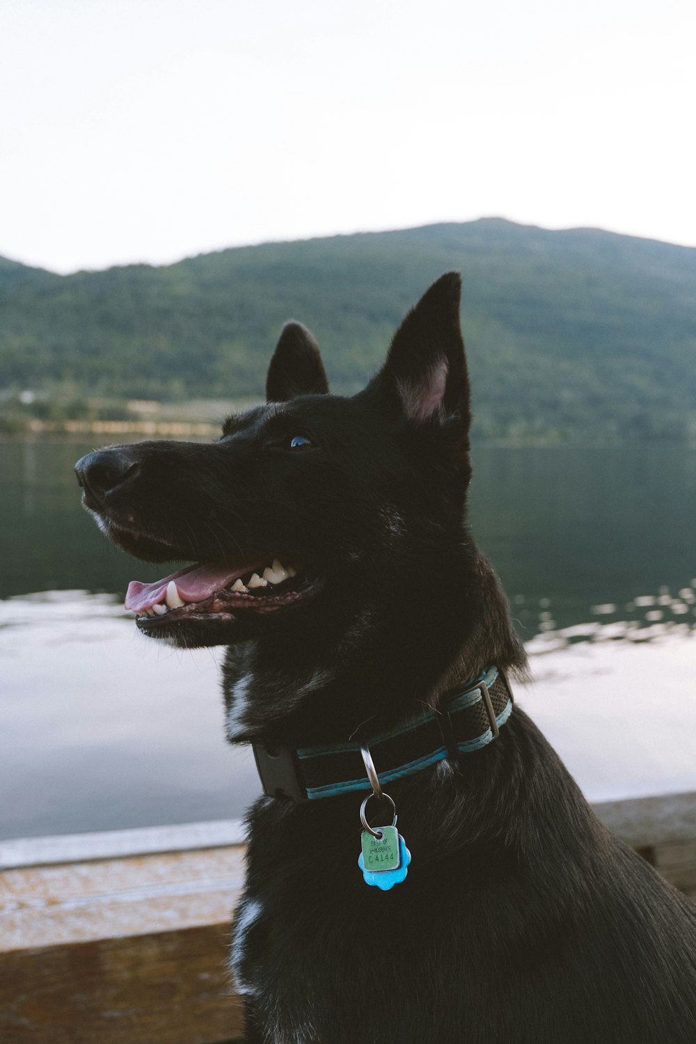 cão preto de pelo curto perto do corpo de água