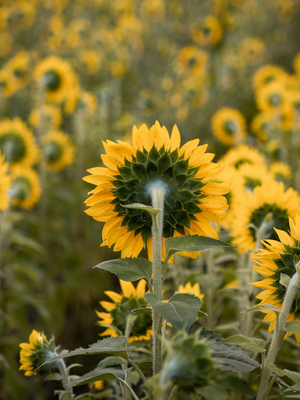 Fotografia de profundidade do campo de girassol amarelo