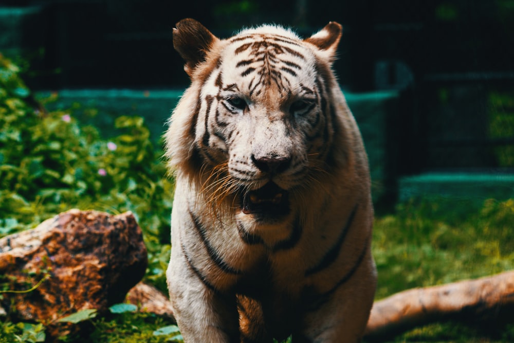 beige and black tiger near brown rock