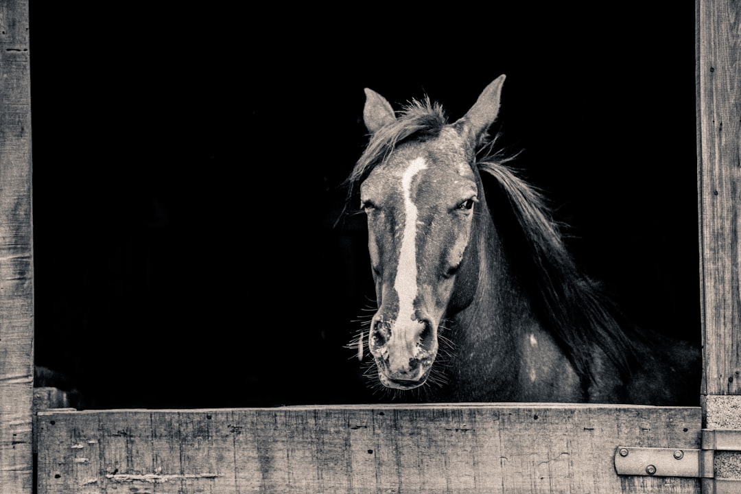 Horses are amazing animals. They can sense your fear and your peace, and will respond appropriately. They are so sensible, and yet so powerful.