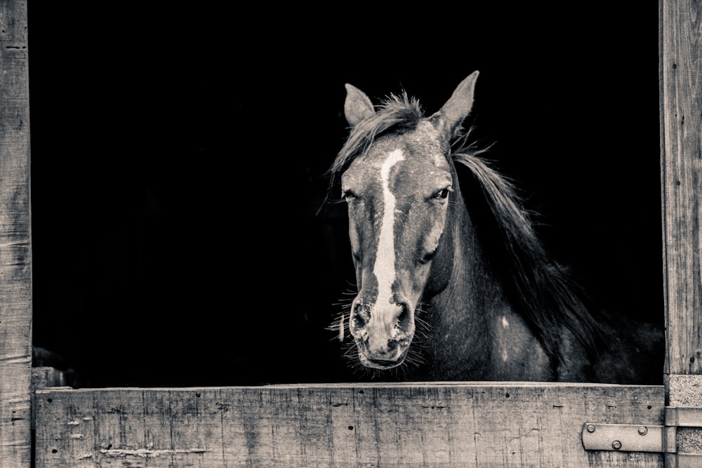 grayscale photography of horse inside stable