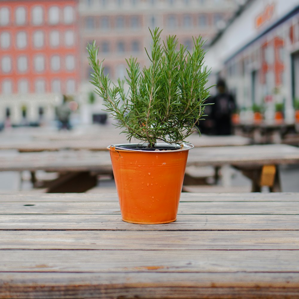 close-up photography of pine plant on brown wooden table