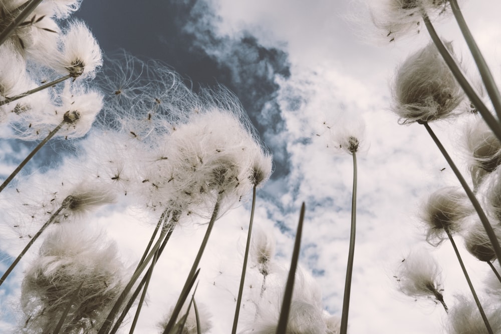 worm's-eye view photography of dandelions