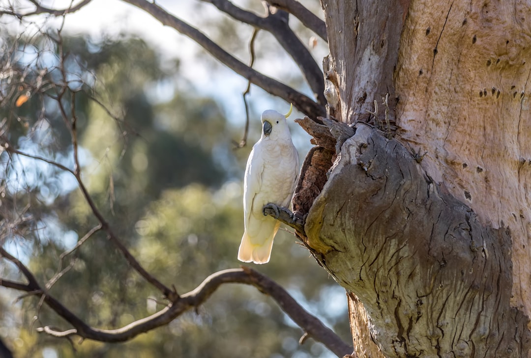 Wildlife photo spot River Red Gum Ave Parkville