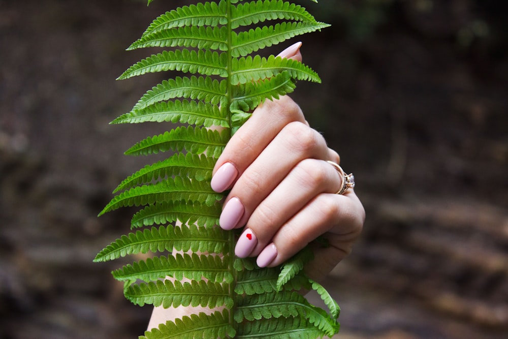 person holding fern leaf