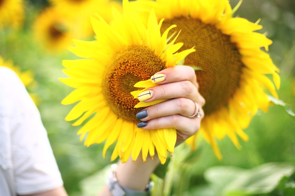 sunflower field