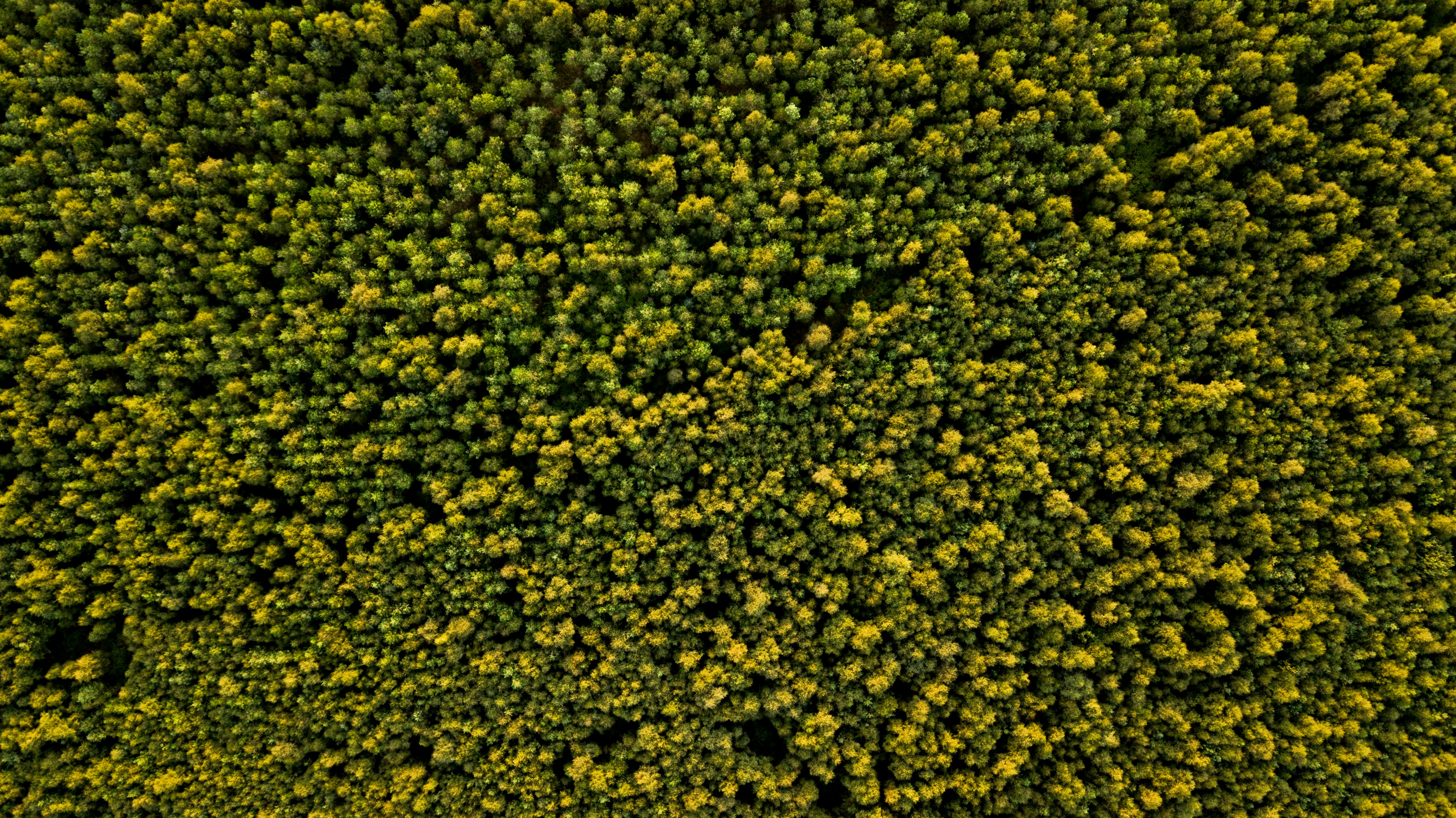 a large group of trees in the middle of a forest