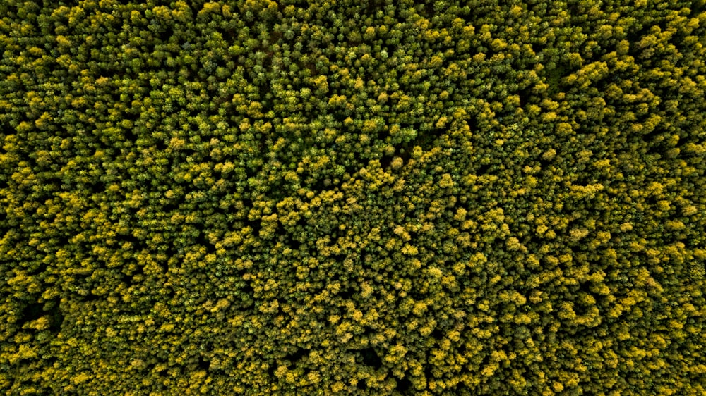 a large group of trees in the middle of a forest