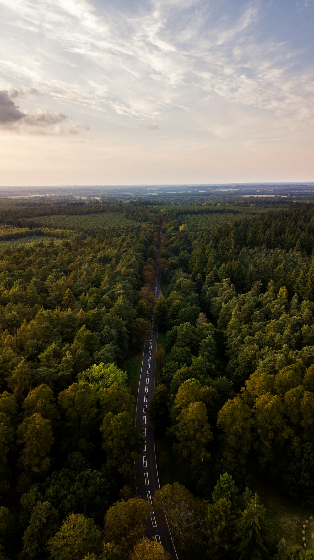 Luftaufnahme einer asphaltierten Straße, die von Bäumen umgeben ist