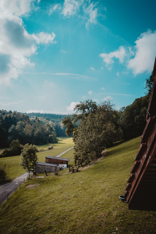 green leafed trees during daytime in Killwangen Switzerland