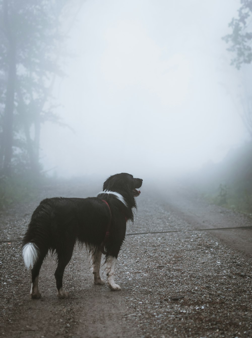 Cão preto de pelagem média