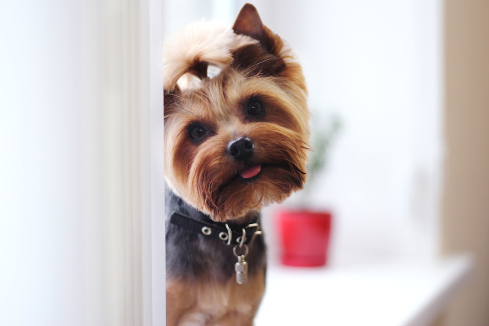 Yorkshire Terrier Pictures Download Free Images On Unsplash
