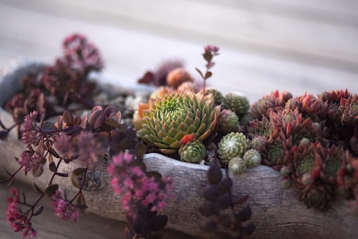 Close-up of a green succulent with fleshy, symmetrical leaves, ideal for succulent and cacti gardens