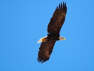 An American eagle soaring high against a clear blue sky.