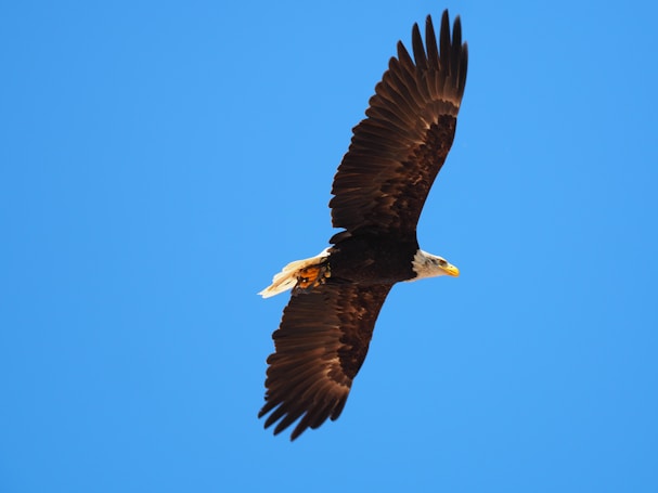 A bald eagle soaring through a clear blue sky, displaying its expansive wingspan with feathers spread wide. The eagle&rsquo;s head is white, contrasting sharply with its dark brown body and wings.