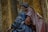 A detailed wooden sculpture of two figures, one wearing a blue garment and the other in a red robe. The craftsmanship showcases intricate detailing, particularly in the clothing folds and facial expressions. The background consists of ornate patterns in warm tones.
