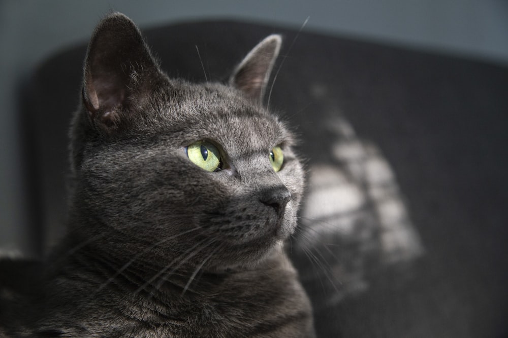 russian blue cat in close up photography
