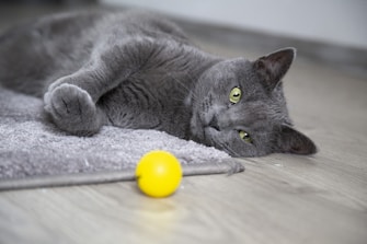 selective focus photography of lying Russian blue cat