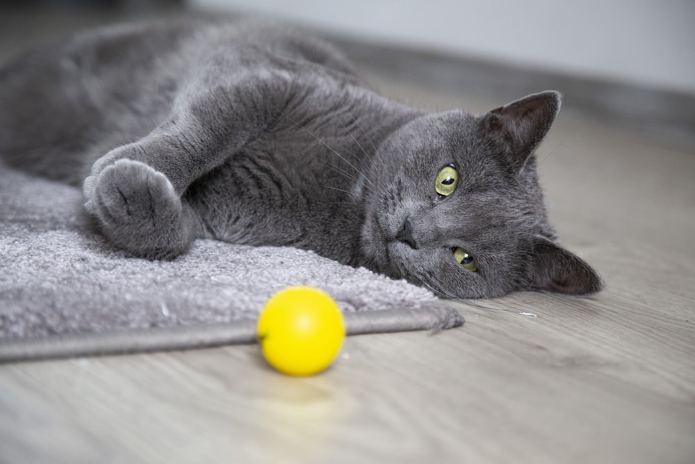 fotografia a fuoco selettiva del gatto blu russo sdraiato