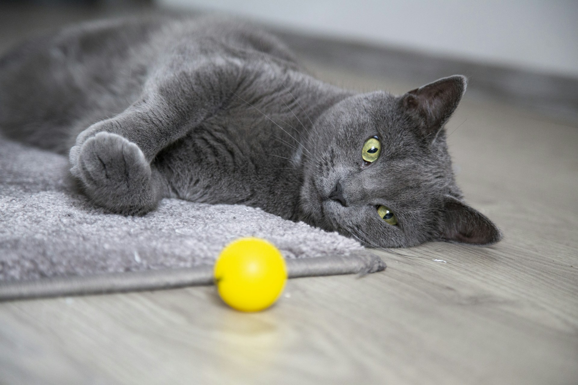 selective focus photography of lying Russian blue cat