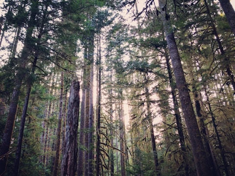 A wooded plot of land showing tall trees and natural beauty.
