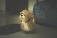 Best Pet-Friendly Hotels and Stays in Mumbai for Travelers With Furry Companions