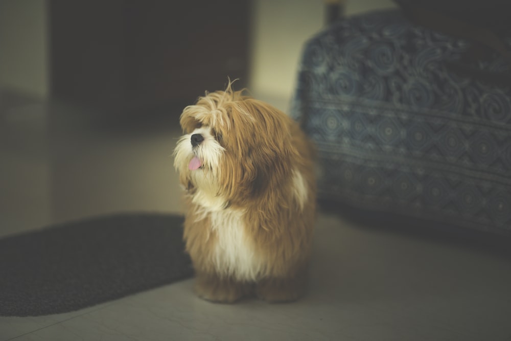 Cão marrom de pelagem longa em pé perto do sofá
